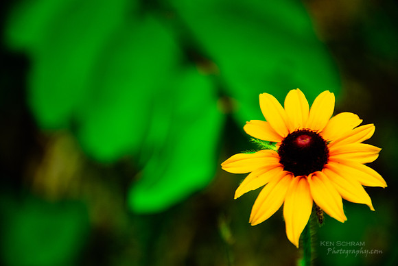 Simply Daisy