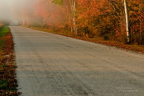 Into the Mist