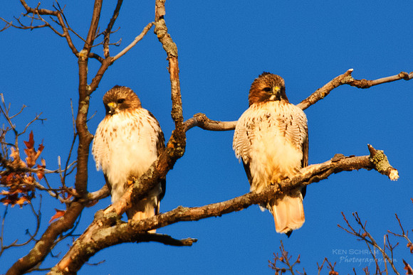 Birds of a Feather
