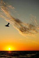 Catch the Morning Flight