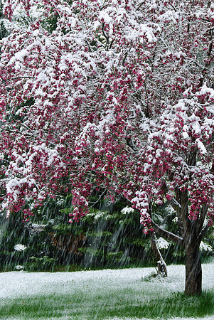 Blossoms & Flakes