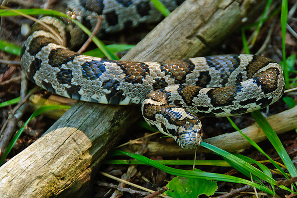Nicccce to Sssssee You...