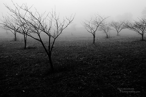 Orchard Mist