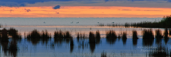 Swan Song