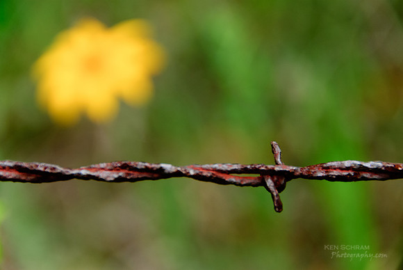Barbed Beauty