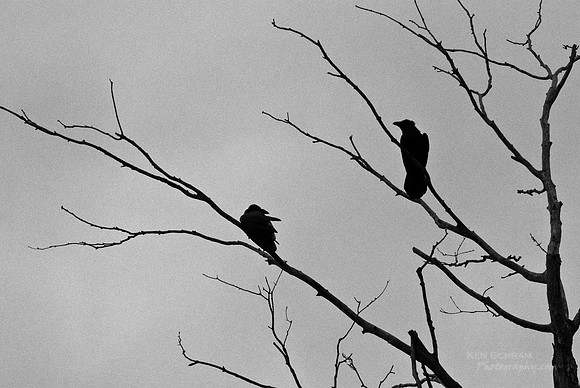 Harbingers