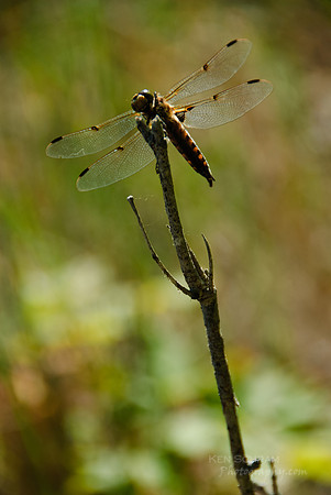 Dragonfly