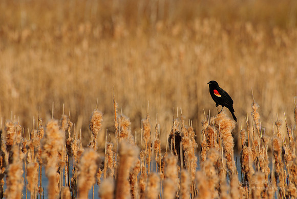 Keeper of the Cattails